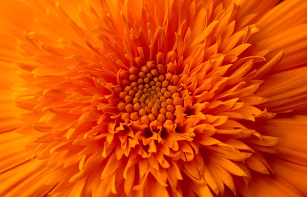 Lutein — Nature's Antioxidant Defense